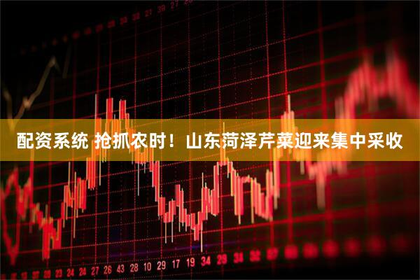 配资系统 抢抓农时！山东菏泽芹菜迎来集中采收